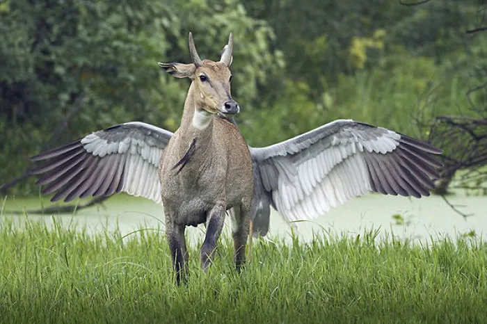 ¿Cómo llamarías a este animal?