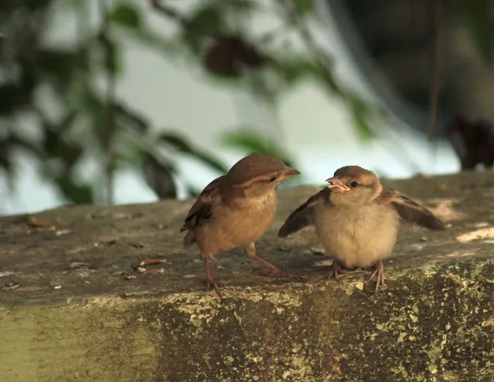 Sparrow Love : An Young Sparrow With Her Mother Trying To Grasp The Technique Of Flying