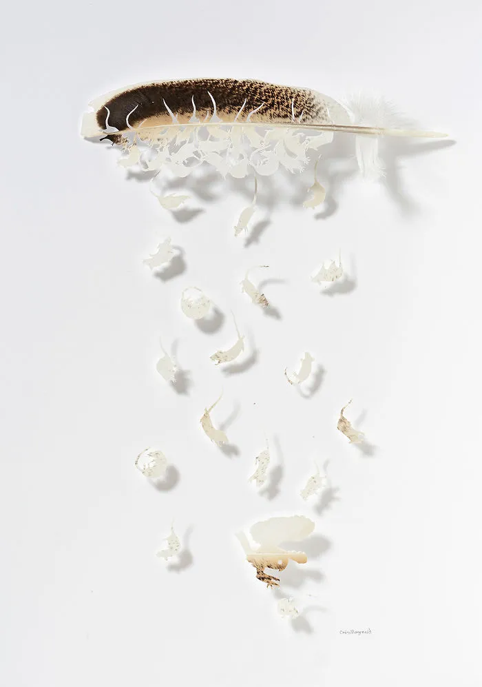 I Use Eye Surgery Scissors And Scalpels To Carve Feathers Into Intricate Art (New Pics)