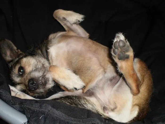 Small dog lying on its back on a black fabric surface, illustrating pets with names they are now called instead of original ones.