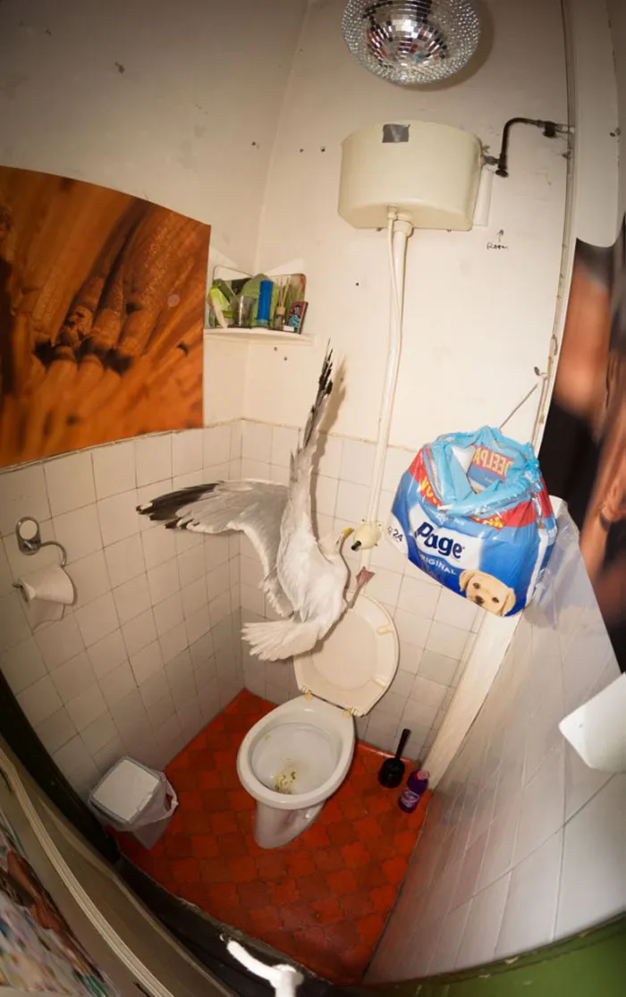I Got Attacked By A Seagull In My Toilet