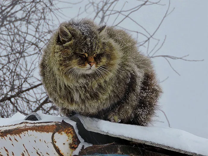 Siberian Farm Cats Have Absolutely Taken Over This Farmer's Land, And They're Absolutely Majestic