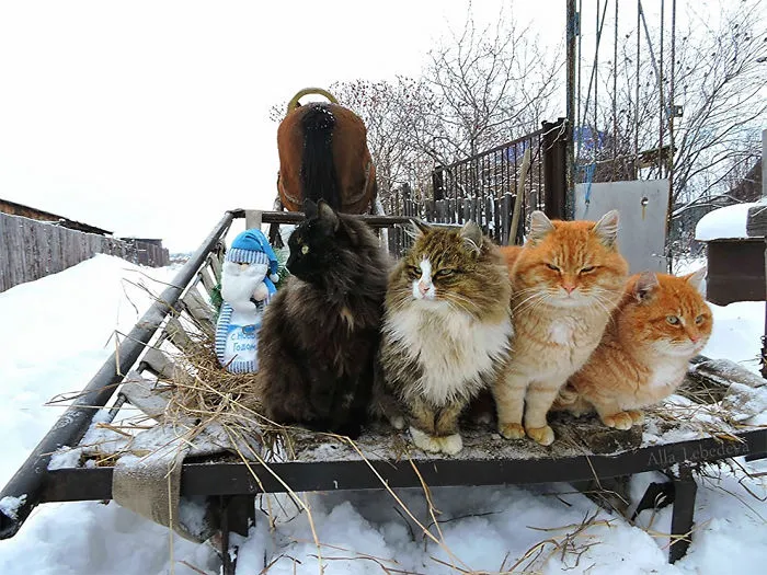 Esta granjera rusa hace increíbles fotos de sus muchos gatos siberianos, y son absolutamente majestuosos