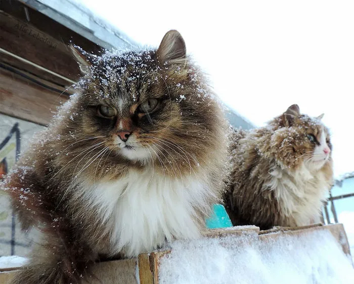 Siberian Farm Cats Have Absolutely Taken Over This Farmer's Land, And They're Absolutely Majestic