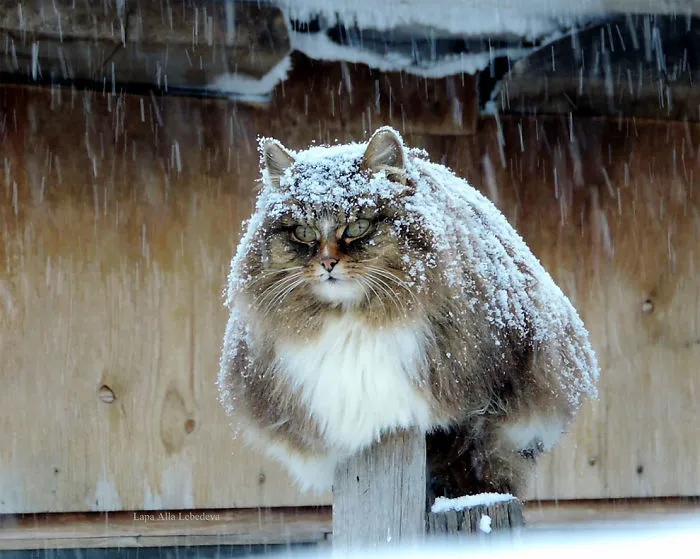 Siberian Farm Cats Have Absolutely Taken Over This Farmer's Land, And They're Absolutely Majestic