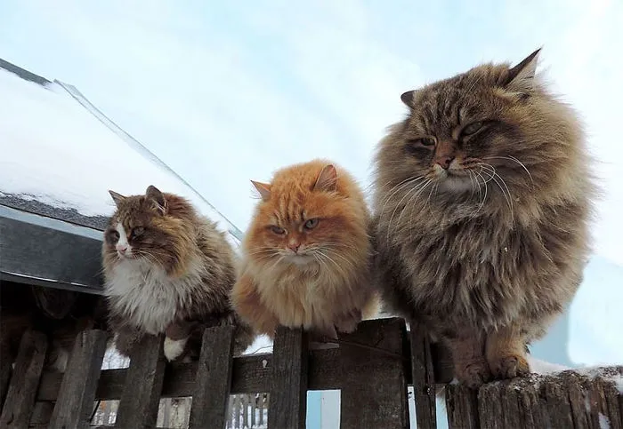 Esta granjera rusa hace increíbles fotos de sus muchos gatos siberianos, y son absolutamente majestuosos