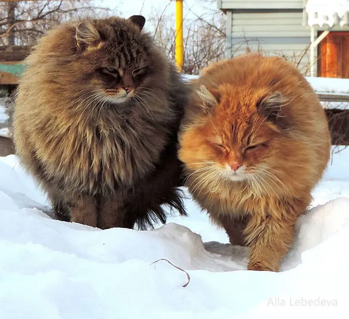 Esta granjera rusa hace increíbles fotos de sus muchos gatos siberianos, y son absolutamente majestuosos