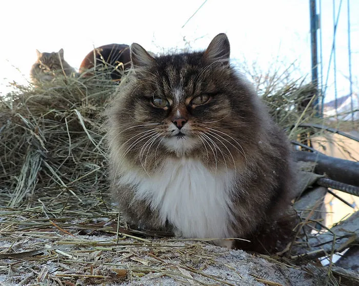 Esta granjera rusa hace increíbles fotos de sus muchos gatos siberianos, y son absolutamente majestuosos