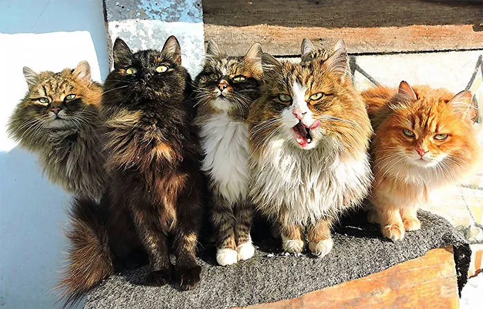 Siberian Farm Cats Have Absolutely Taken Over This Farmer's Land, And They're Absolutely Majestic