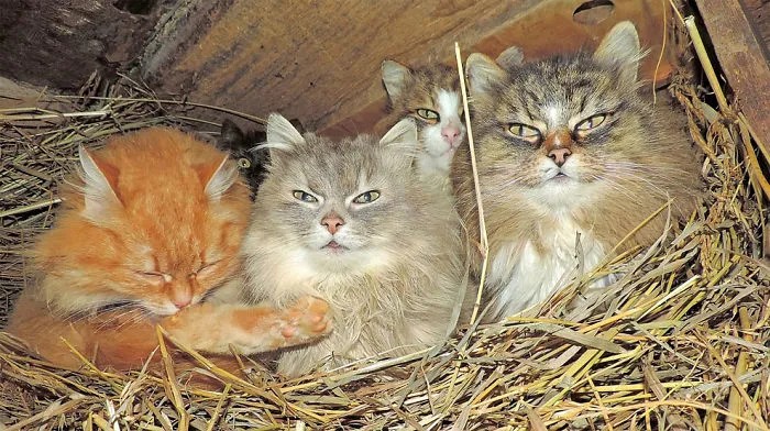 Siberian Farm Cats Have Absolutely Taken Over This Farmer's Land, And They're Absolutely Majestic