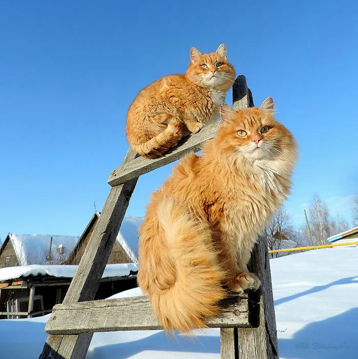 Esta granjera rusa hace increíbles fotos de sus muchos gatos siberianos, y son absolutamente majestuosos