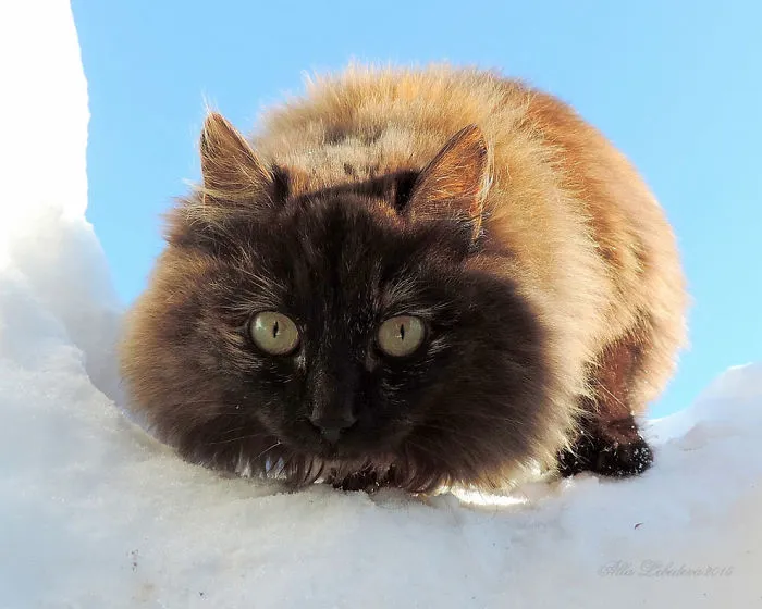 Siberian Farm Cats Have Absolutely Taken Over This Farmer's Land, And They're Absolutely Majestic
