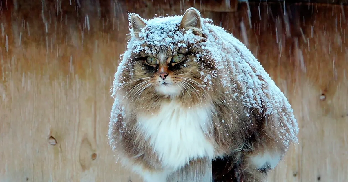 Esta granjera rusa hace increíbles fotos de sus muchos gatos siberianos, y son absolutamente majestuosos