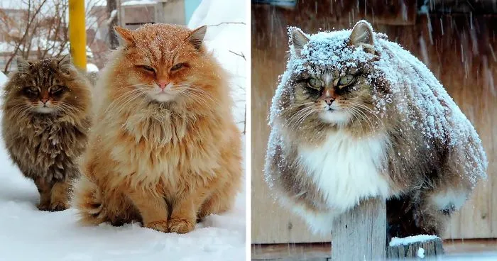 Siberian Farm Cats Have Absolutely Taken Over This Farmer's Land, And They're Absolutely Majestic