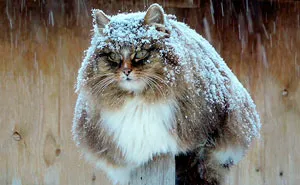 Siberian Farm Cats Have Absolutely Taken Over This Farmer's Land, And They're Absolutely Majestic