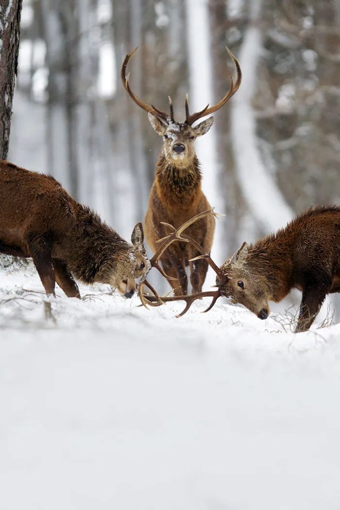 The Magnificent Deer Of Scotland In Winter By John Betts