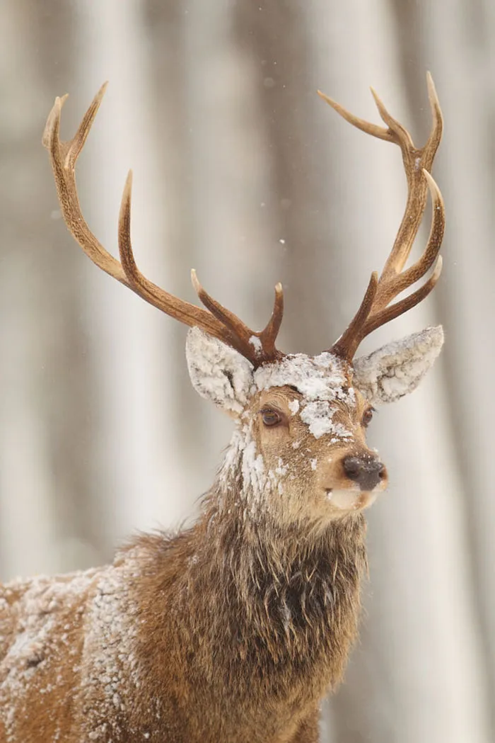 The Magnificent Deer Of Scotland In Winter By John Betts