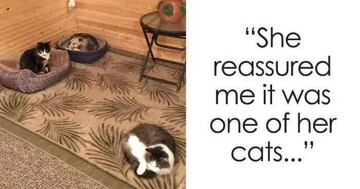 Grandma Thinks She's Been Taking Care Of Three Kittens Until Her Grandson Notices One Of Them Is Not A Kitten At All