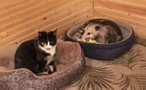 Esta abuela creía haber estado cuidando de 3 gatos, pero su nieto notó que uno no lo era