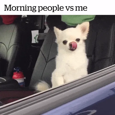 The Stupidest Dogo I Have Ever Seen!