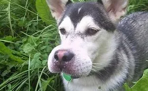 Do “Bee” Careful Doggo