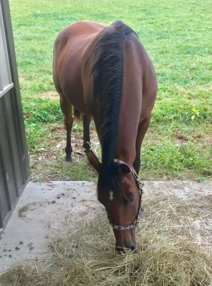 My Horses
