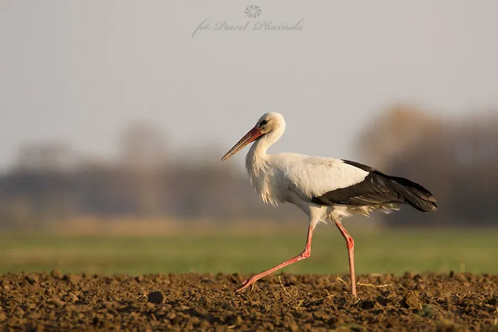 White Stork. Polish Bird