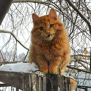 caleb