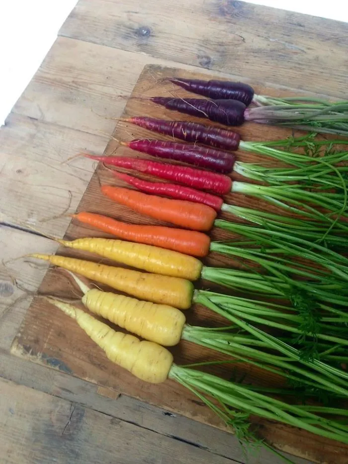 Somewhere Under The Carrot