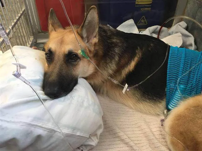 Este perro se recupera de los mordiscos de una serpiente de cascabel tras salvar de ella a una niña y su abuela
