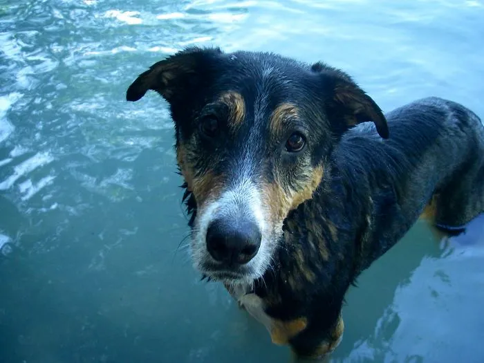 Mi mejor amigo cumple 12 años. Ha montado en helicópteros, me ha salvado de osos y es voluntario como perro de terapia en el hospital