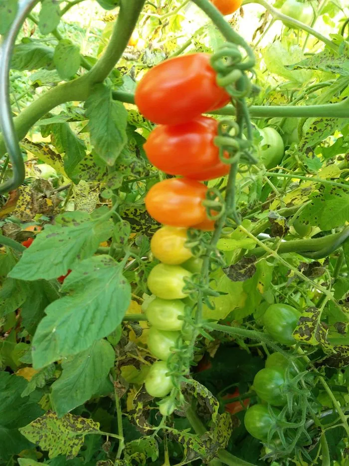 These Tomatoes Ripen In Order