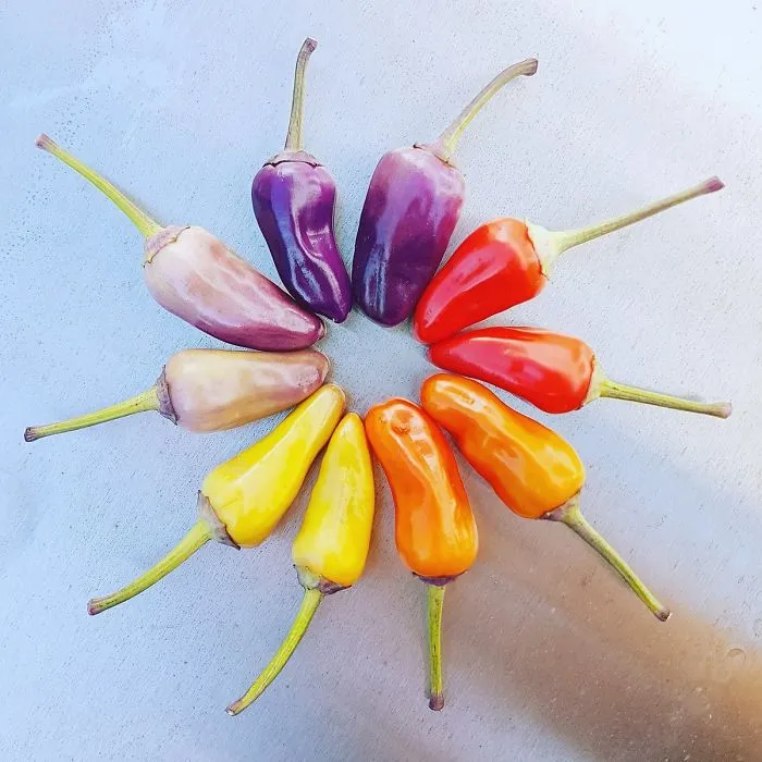 Organically Grown Chinese 5 Color Hot Peppers