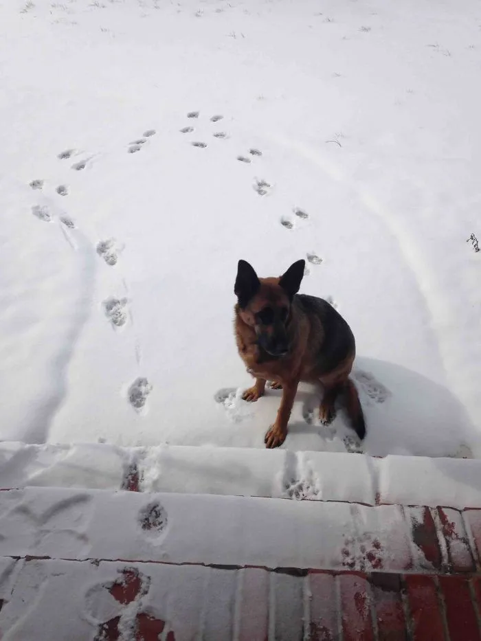 My Dog's First Time Seeing Snow. Instant "Nope"