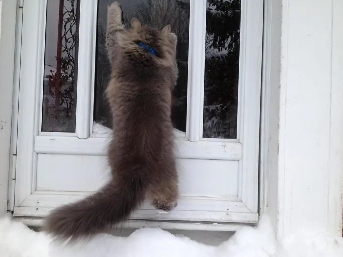My Cat's First Time In The Snow