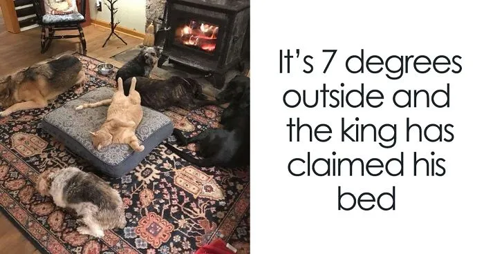 119 Asshole Cats Who Stole Dog Beds And Didn't Give A Damn About The Pawlice