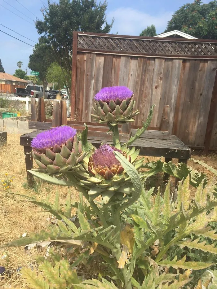 Las alcachofas son flores, así se ven si no se recolectan