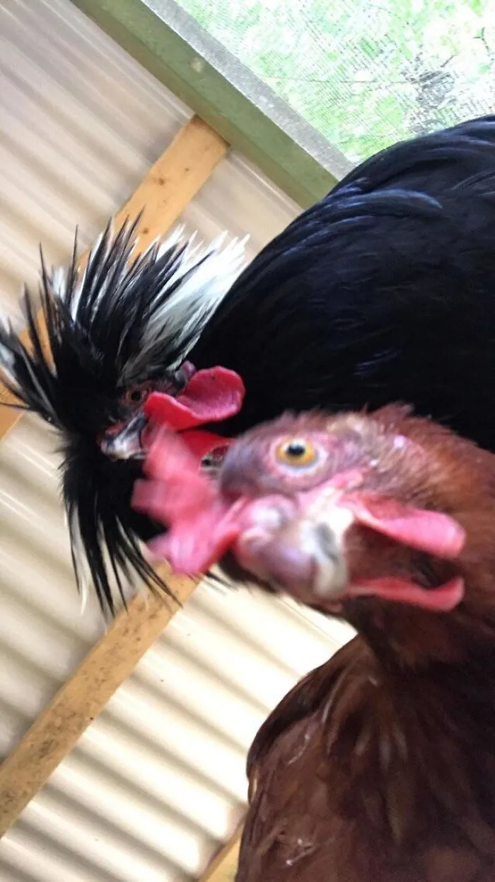 Perdí el móvil y lo encontré en el corral de mis gallinas horas después, con esta foto dentro