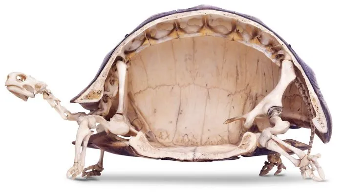 Esqueleto de una tortuga de tierra