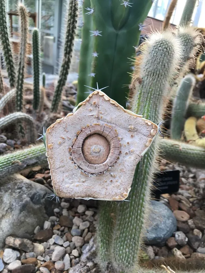 Cactus cortado