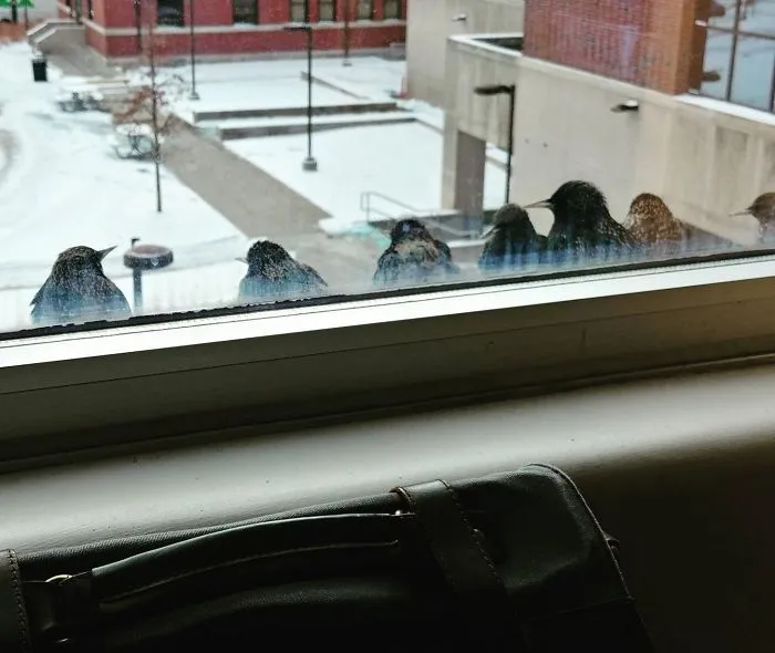 I Have Many Feathered Friends At Work!