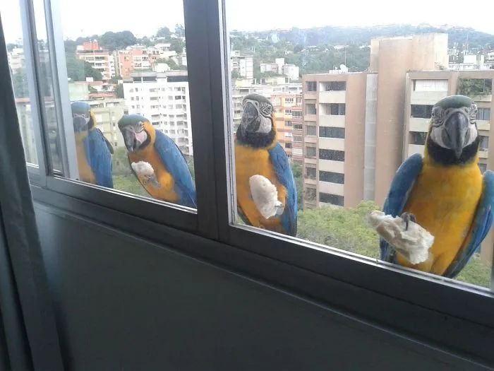 I Have 4 Feathered Friends Who Come By My Window Every Morning For Breakfast