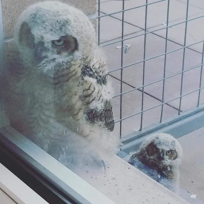 My Friend's Office-Mates