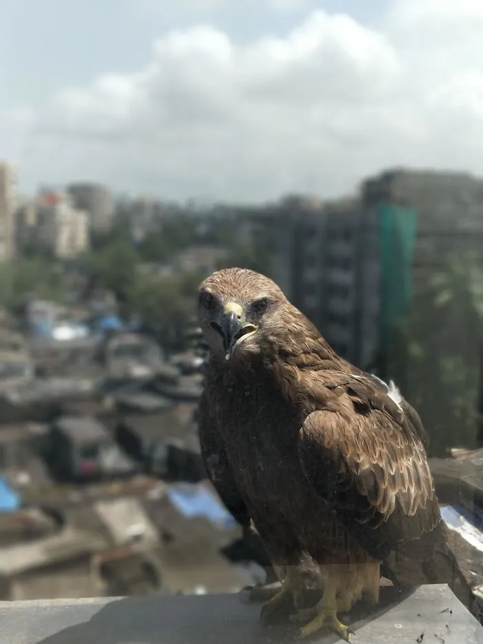 I Work On The 7th Floor Of An Office Tower. I Have A Friend Too