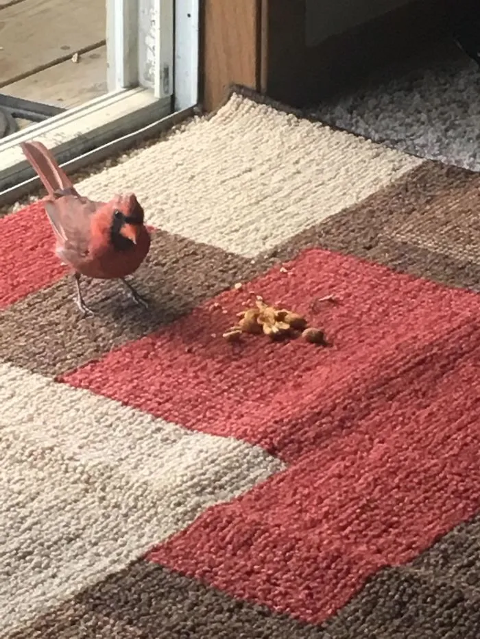 Not A Raptor But My Daily 3rd Floor Visitor