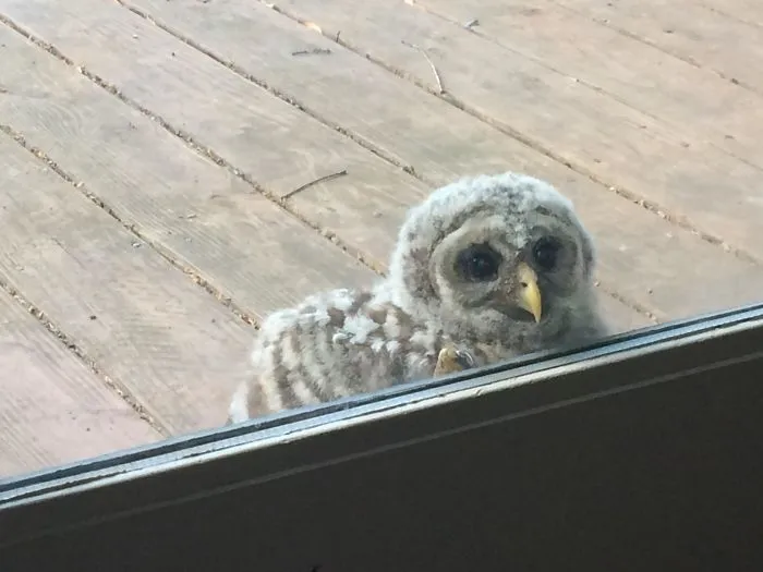 A Baby Feathered Visitor Says Hello!