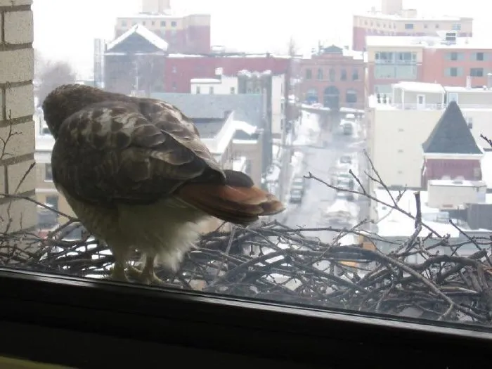 My Friend Is Making A Nest