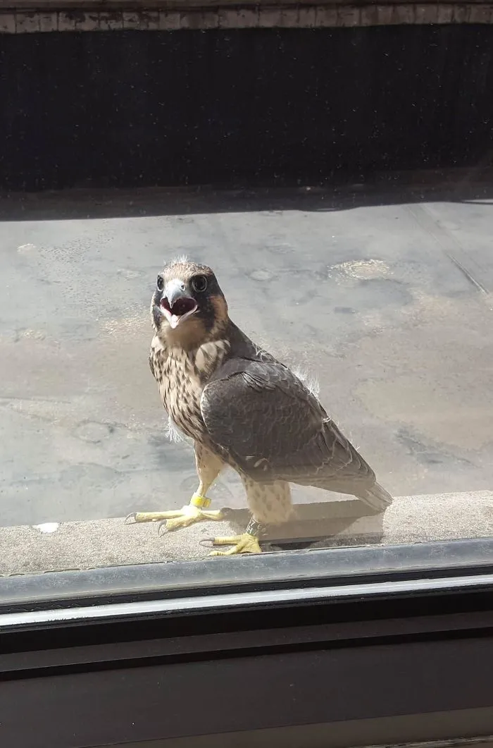 My Feathered Friend Smiled For The Camera!