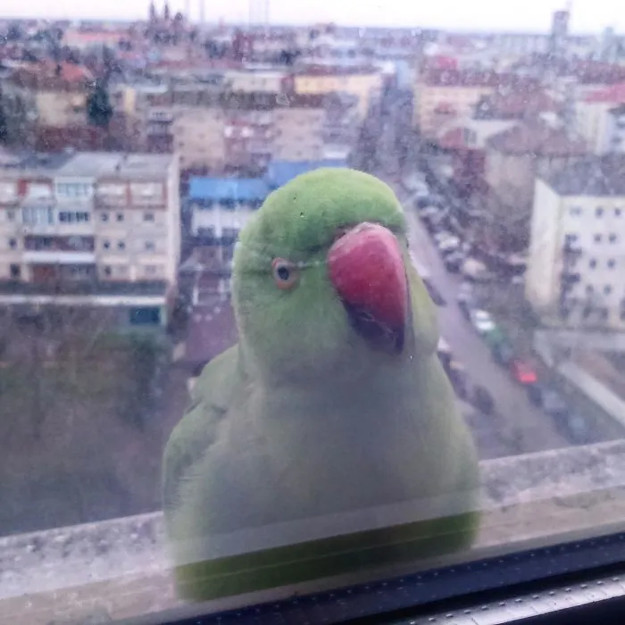It Seems There Are A Lot Of Birds Visiting People At Work These Days. This One Paid Me A Visit This Morning