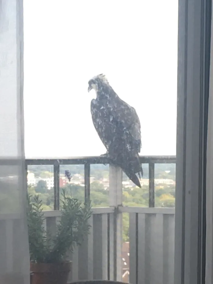 If We're All Sharing Our Feathered Friends. Here's Mine